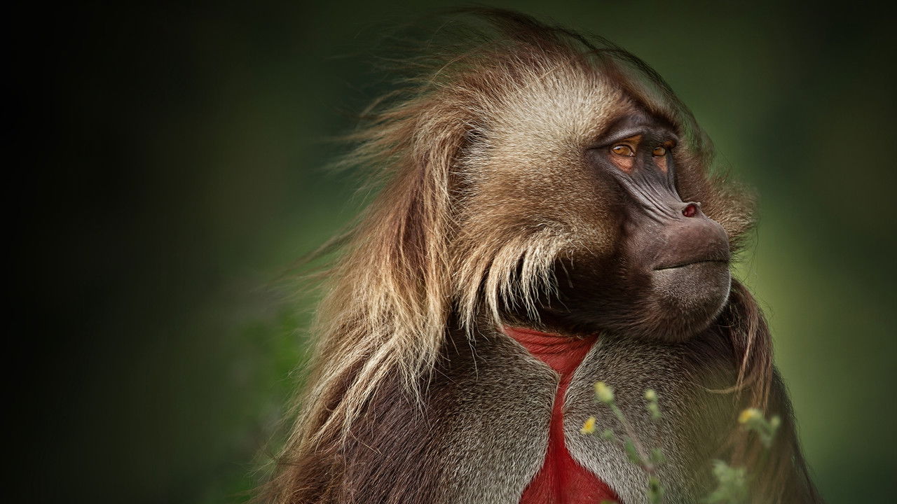 Africa 1. Sezon 1. Bölüm izle