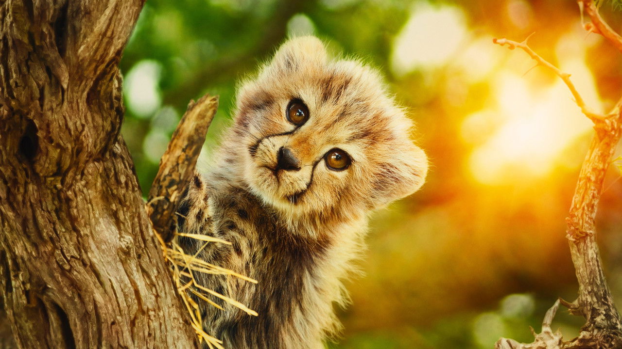 Born to Be Wild 1. Sezon 6. Bölüm izle