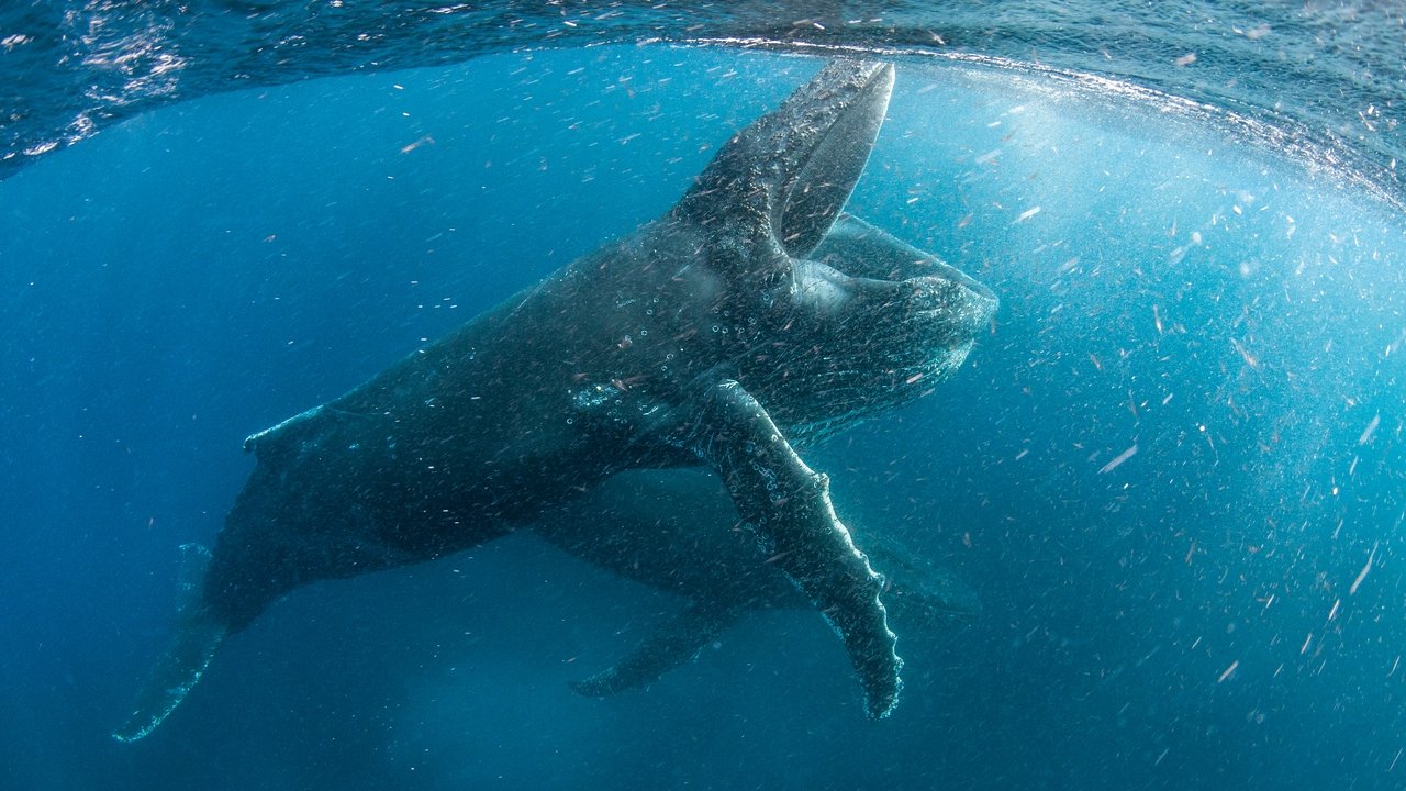 Our Planet 2. Sezon 4. Bölüm izle