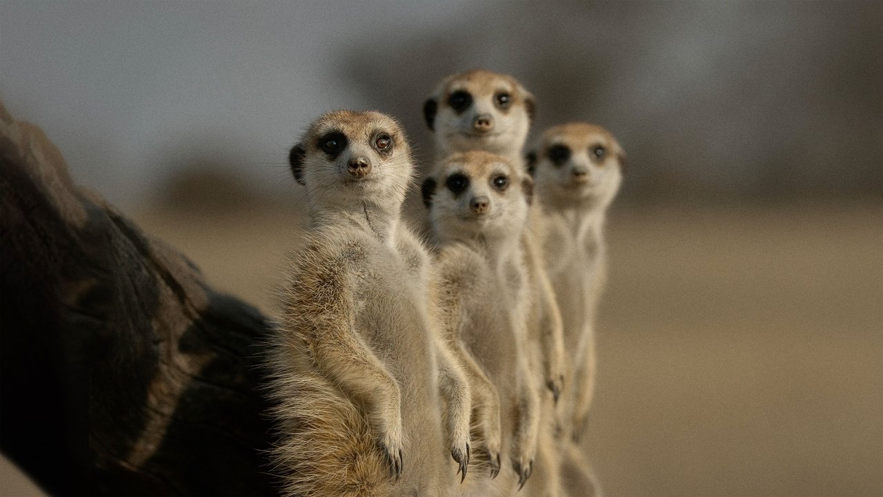 The Secret Lives of Animals 1. Sezon 10. Bölüm izle