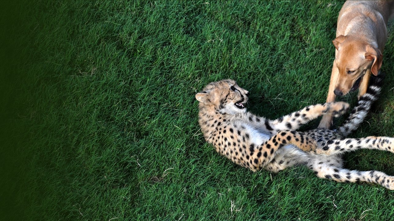 Unlikely Animal Friends 1. Sezon 1. Bölüm izle